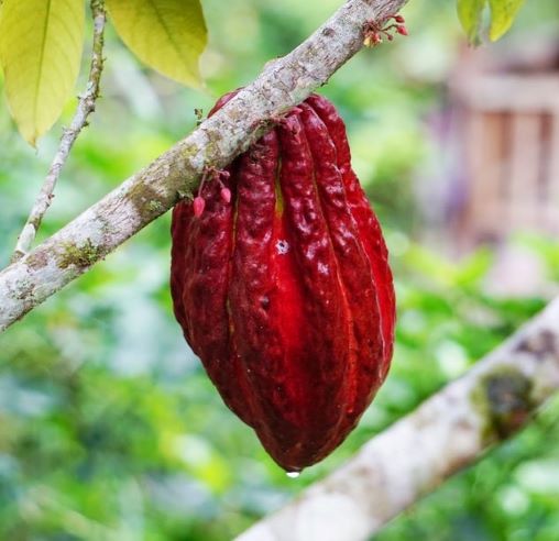 A cacao fruit on a tree