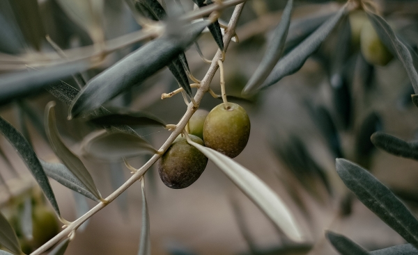 A branch of an olive tree