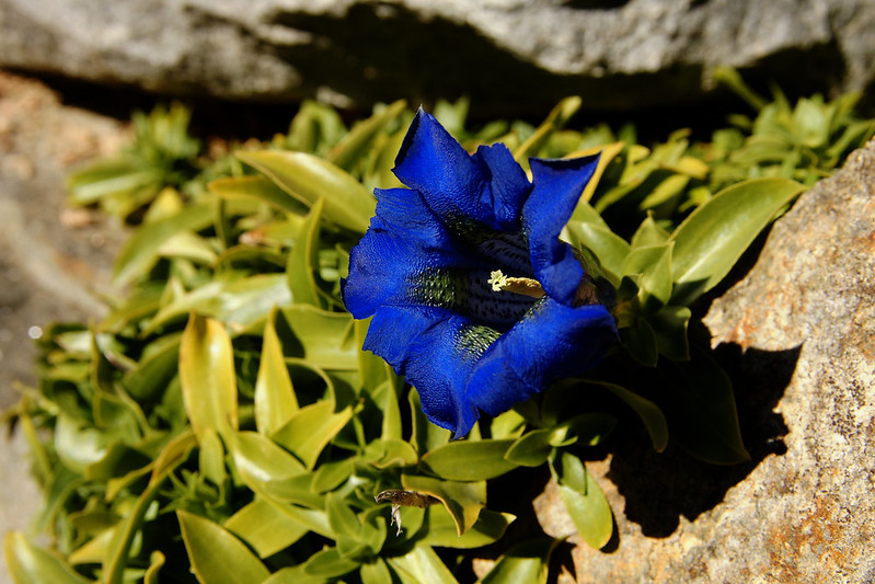 A blue gentian plant